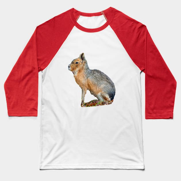 Mara or Patagonian Hare Baseball T-Shirt by dalyndigaital2@gmail.com